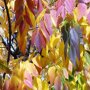 Amerikaanse witte es (Fraxinus americana ‘Skyline’)
